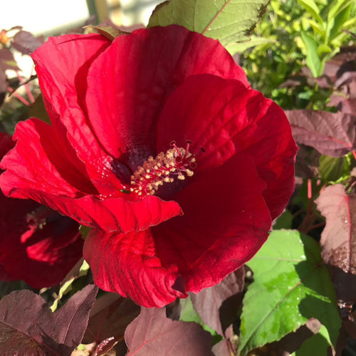 02 Cranberry Hibiscus Plants Live, 4 to 6 Inches Long