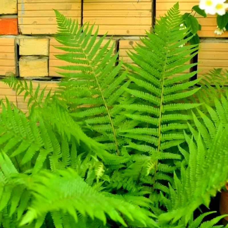 10 Cinnamon Fern Bare Roots, 4 to 6 Inches Tall