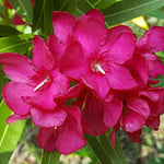 Pink Oleander Plant Live, 4 to 6 Inc Tall