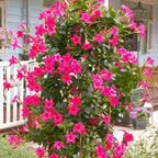 Pink Mandevilla Plants - 2 to 5 Inc Long, set of 2 plants