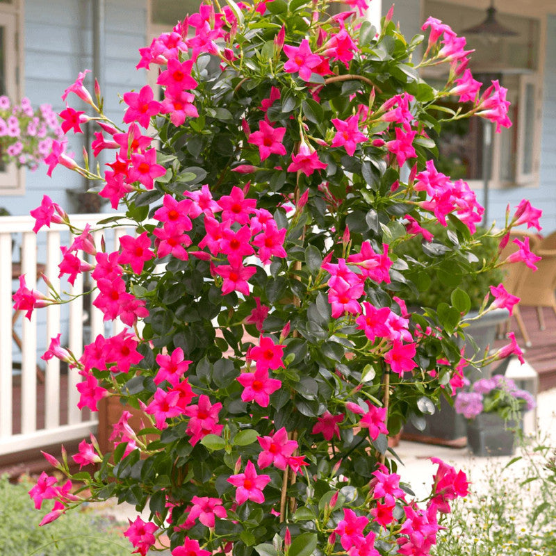 Pink Mandevilla Plants - 2 to 5 Inc Long, set of 2 plants