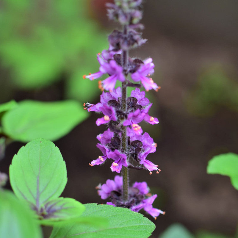 African Blue Basil Plant for Sale - 2 Plants, 3 to 6 Inches Tall
