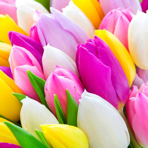 20 Mix Tulip Bulbs, Large Bulbs