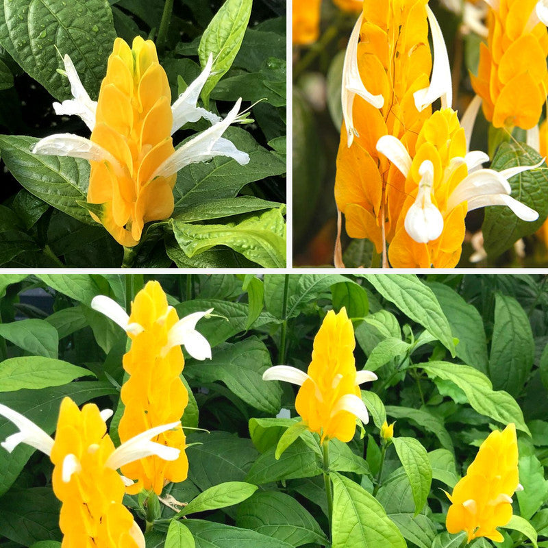Golden Maroon Shrimp Plant - 5 Inc Tall, 2 Plants