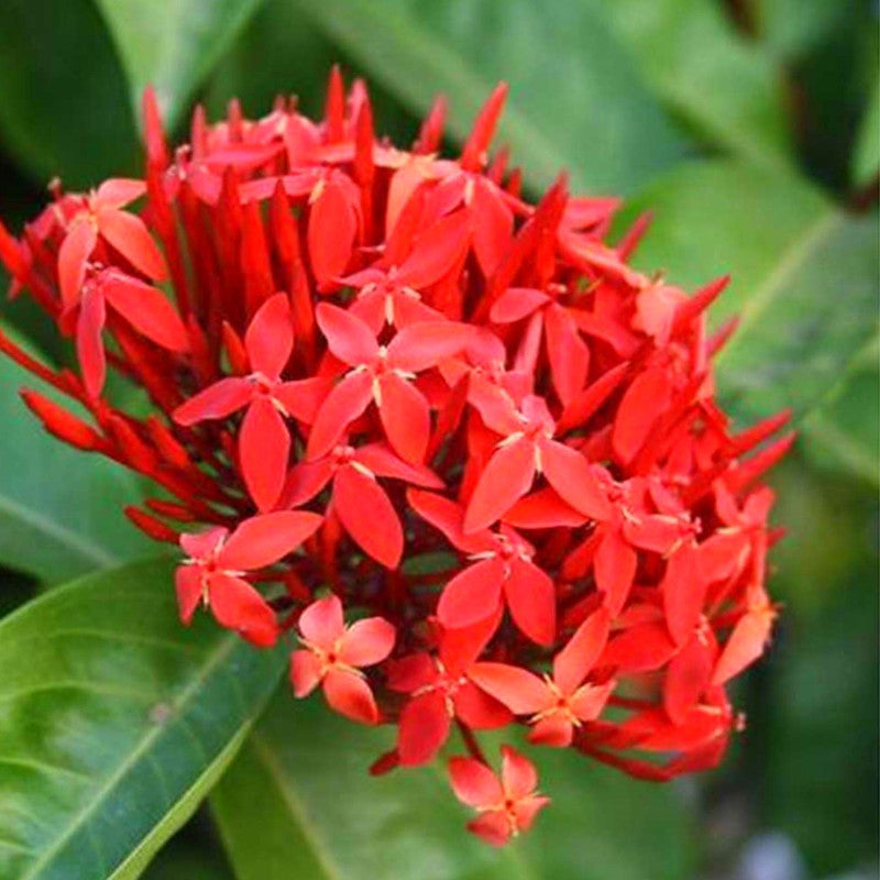 Red Ixora Plants Live - 5 Inc Tall, 3 Plants