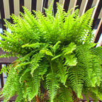 10 Cinnamon Fern Bare Roots, 4 to 7 Inches Tall