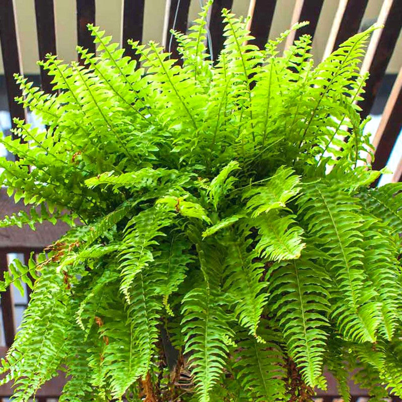 10 Cinnamon Fern Bare Roots, 4 to 7 Inches Tall