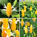 Yellow Maroon Shrimp Plant - 2 Plants, 5 Inc Tall