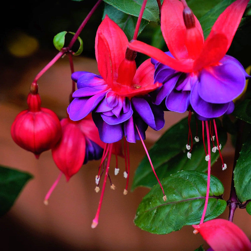 Fuchsia Plant Live for Sale - 5 to 7 Inc Tall, 2 Plants, Live Fuchsia Flower Plants