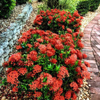 Red Ixora Plants Live - 5 Inc Tall, 3 Plants