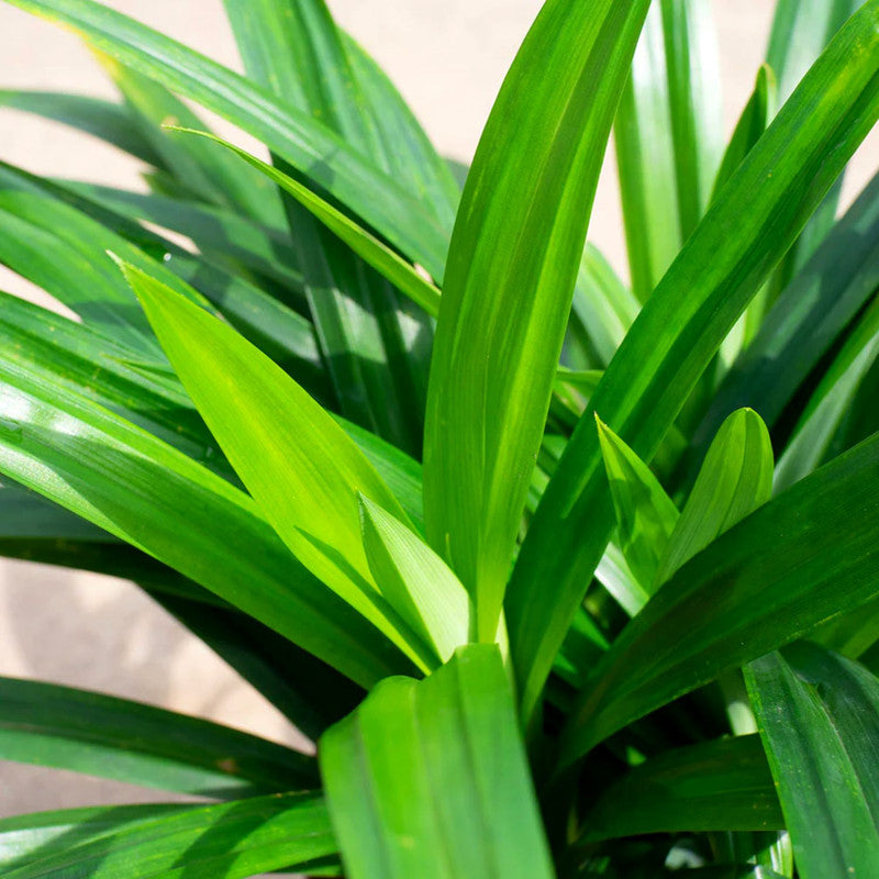 Pandan Plant for Sale - 5 to 9 Inches Tall - Pandanus Amaryllifolius Plant Live