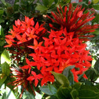 Red Ixora Plant Live - 5 Inc Tall
