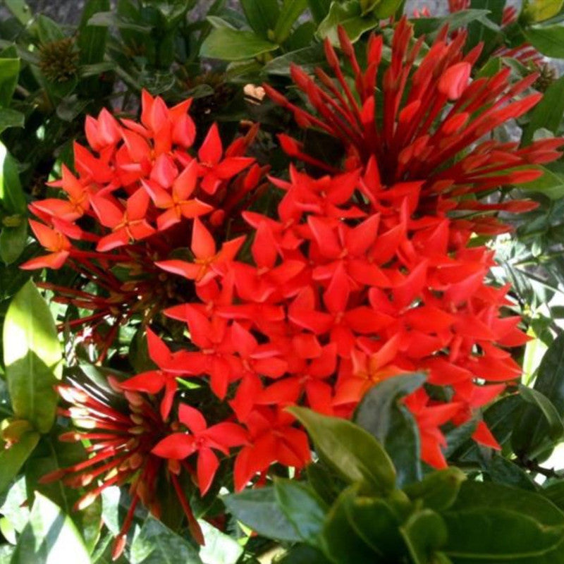 Red Ixora Plant Live - 5 Inc Tall