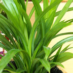 2 Pandan Plants Live, 4 to 7 Inc Tall