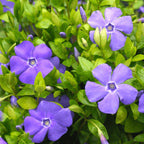 Vinca Plants Live - 1000 Bare Roots - 6 to 9 Inc Tall