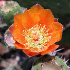 Orange Prickly Pear cactus plants, 6 to 8 inc tall, 3 plants