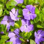 Vinca Plants Live - 50 Bare Roots - 6 to 8 Inc Tall