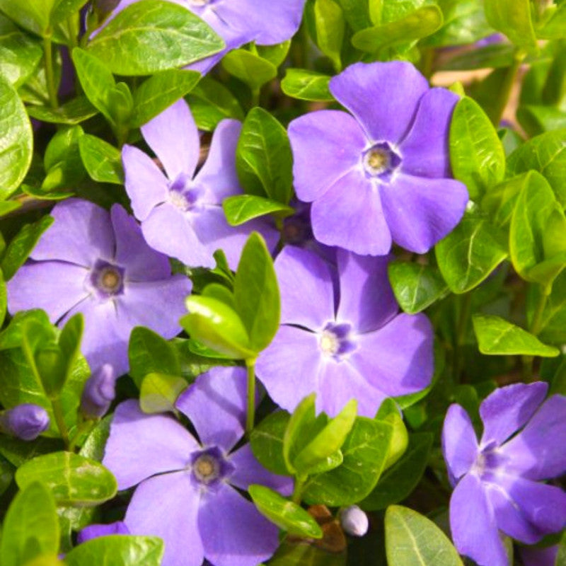 Vinca Plants Live - 50 Bare Roots - 6 to 8 Inc Tall