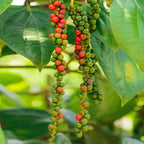 Piper Nigrum Black Pepper Live Plant, 4 to 7 Inches Tall