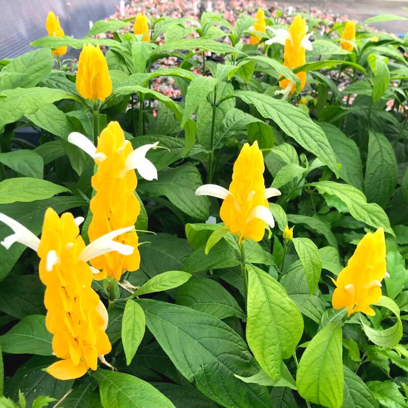 Yellow Maroon Shrimp Plant - 4 Plants, 5 Inc Tall, 4 Inc Pot