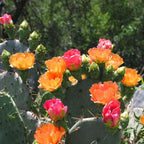 Orange Prickly Pear cactus plants, 3 plants, 6 to 8 inc tall