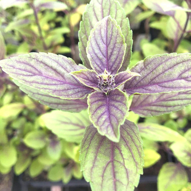African Blue Basil Plants for Sale - 4 Plants, 3 to 5 Inches Tall
