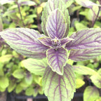 African Blue Basil Plants for Sale - 4 Plants, 3 to 5 Inches Tall