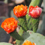 Orange Prickly Pear cactus plants, 6 to 8 inc tall, 3 plants