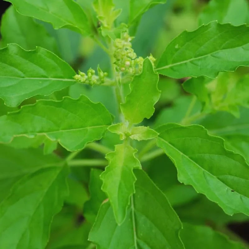 Tulsi Holy Basil Plants Live, 3 Live Plants, Basil Live Plant, Size Plant 4 Inches