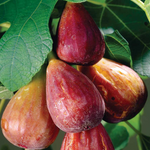 Set 2 Brown Turkey Fig Trees 4-8 Inch Tall