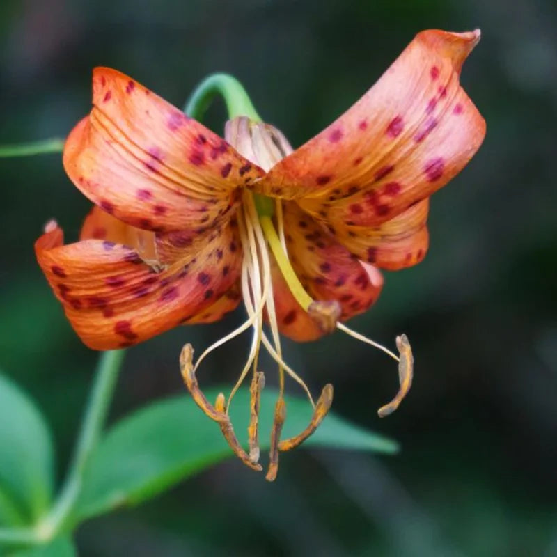 Turks Cap Lily Bulbs - Set of 10 - Flowering Plants