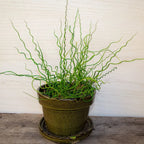 Twister Corkscrew Rush Grass, Ornamental Accent Plant, 3-6 Inch