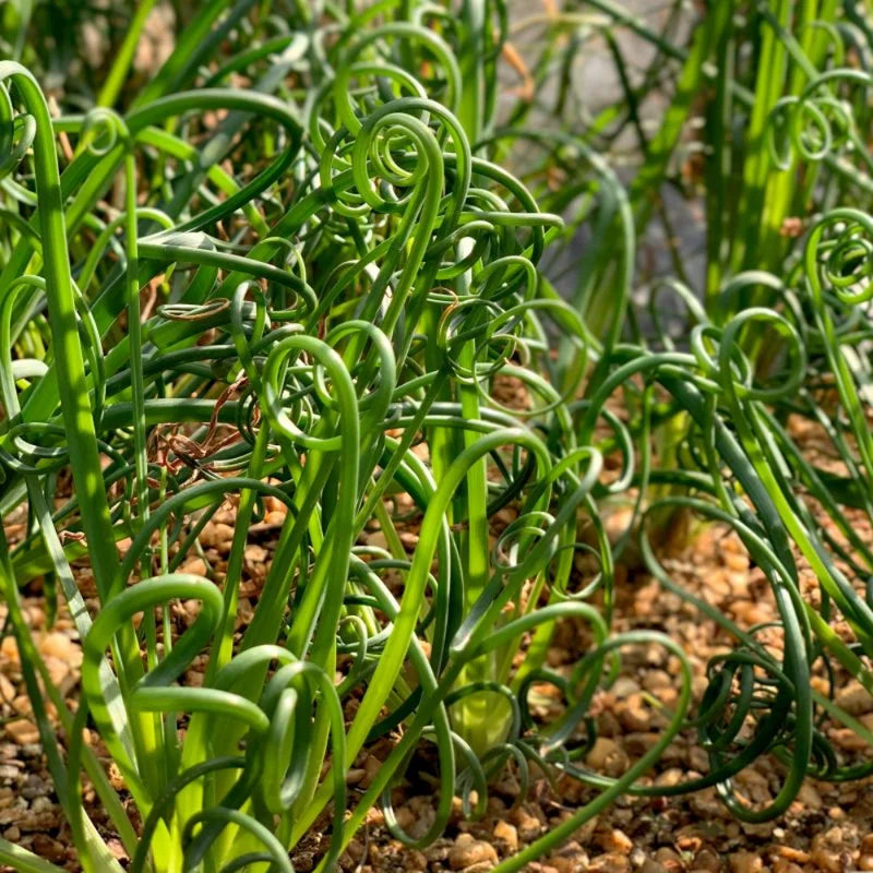 Twister Corkscrew Rush Grass, Ornamental Accent Plant, 3-6 Inch