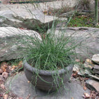 Twister Corkscrew Rush Grass, Ornamental Accent Plant, 3-6 Inch