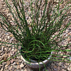 Twister Corkscrew Rush Grass, Ornamental Accent Plant, 3-6 Inch