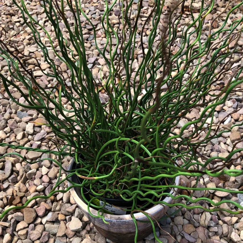 Twister Corkscrew Rush Grass, Ornamental Accent Plant, 3-6 Inch