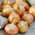 Mixed 3 colors Onion Bulbs, 50 bulbs  Bulbing Onion Seeds, Onion Bulbs For Planting, Onion Sets, Bulk Onion Sets