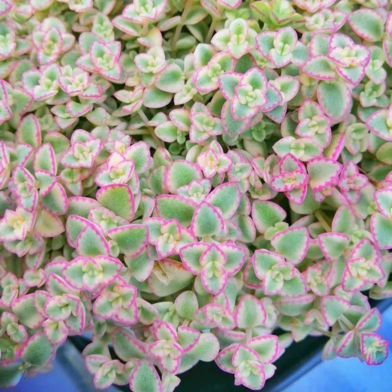 Variegated Sedum Succulent Plant Live - Trailing Sedum Ground Cover, Stonecrop in 4 Inch Pot