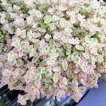 Variegated Sedum Succulent Plant Live - Trailing Sedum Ground Cover, Stonecrop in 4 Inch Pot