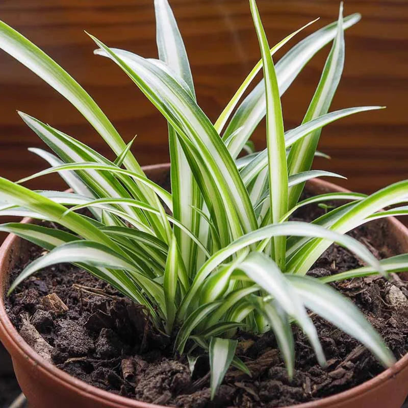 Variegated Spider Plant Live Houseplant 8-10 Inch Home Decor