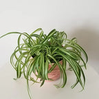 Variegated Spider Plant Live 7'' Tall Rare Indoor Houseplant Home Office