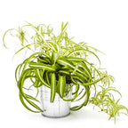 Variegated Spider Plant Live 7'' Tall Rare Indoor Houseplant Home Office