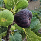 2 Violette de Bordeaux Fig Trees, 6 to 10 Inc Tall