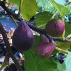 4 Violette de Bordeaux Fig Tree Plant - 4 to 6 Inc Tall