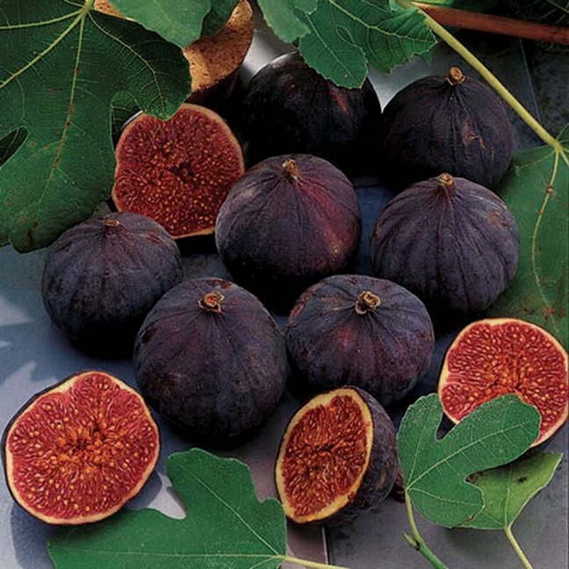 2 Ronde de Bordeaux Fig Cuttings,6 to 10 Inc Tall