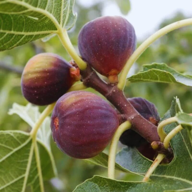 Ronde de Bordeaux Fig Cutting, 6 to 10 Inc Tall