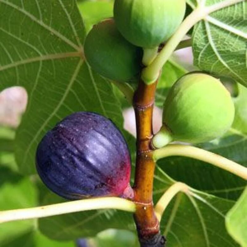 Violette de Bordeaux Fig Tree Plant Cutting, 6 Inc Tall, Cutting, No Root