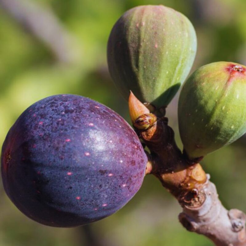4 Violette de Bordeaux Fig Plant - 4 to 6 Inc Tall