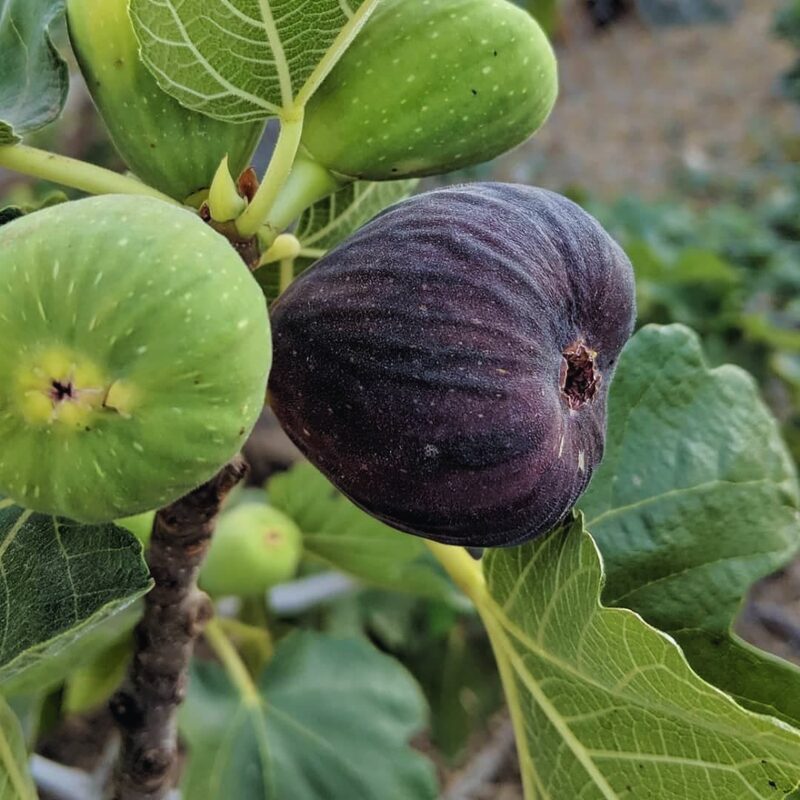 Violette De Bordeaux Fig Cutting, 6 to 10 Inc Tall