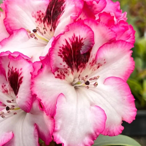 Vivid Pink White Rhododendron Live Plant Azalea Bush Ready to Plant Outdoor Shrub